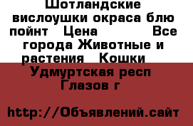 Шотландские вислоушки окраса блю пойнт › Цена ­ 4 000 - Все города Животные и растения » Кошки   . Удмуртская респ.,Глазов г.